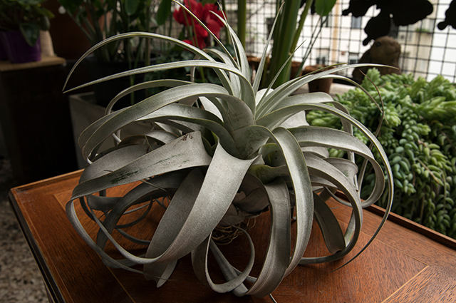 Tillandsia xerographica other