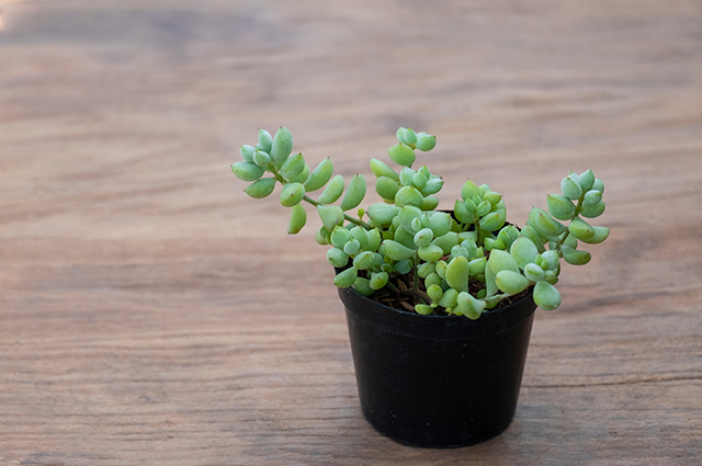 Cotyledon pendens other