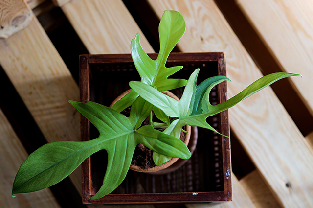 Philodendron pedatum other