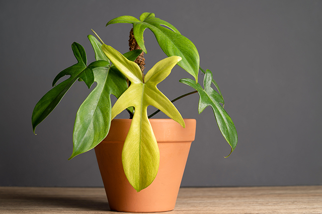 Philodendron pedatum other