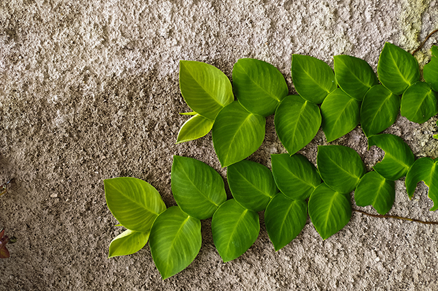 Rhaphidophora cryptantha — search result for 'Cryptantha'