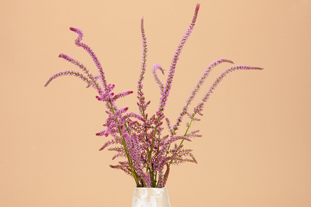 Psylliostachys suworowii — houseplant care guide