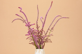 Psylliostachys suworowii