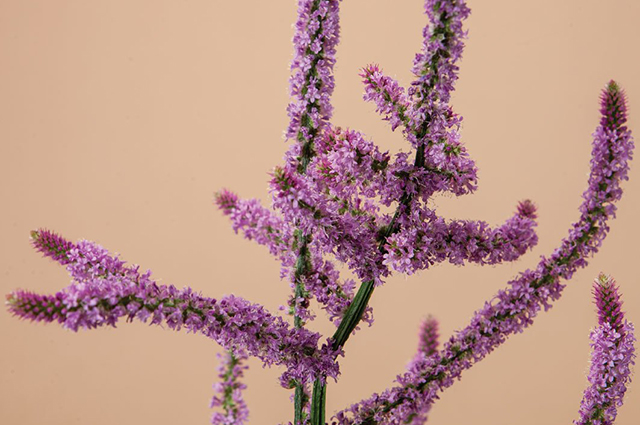 Psylliostachys suworowii other