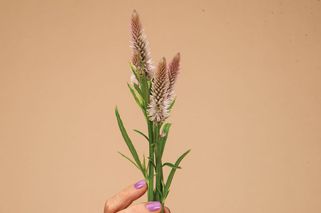 Celosia spicata other