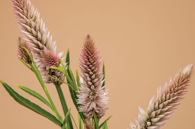Celosia spicata other