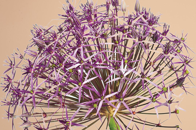Allium Christophii