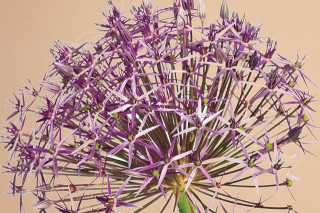 Allium Christophii