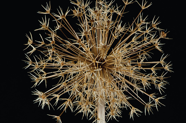 Allium Christophii other