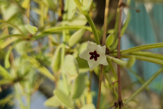 Hoya retusa