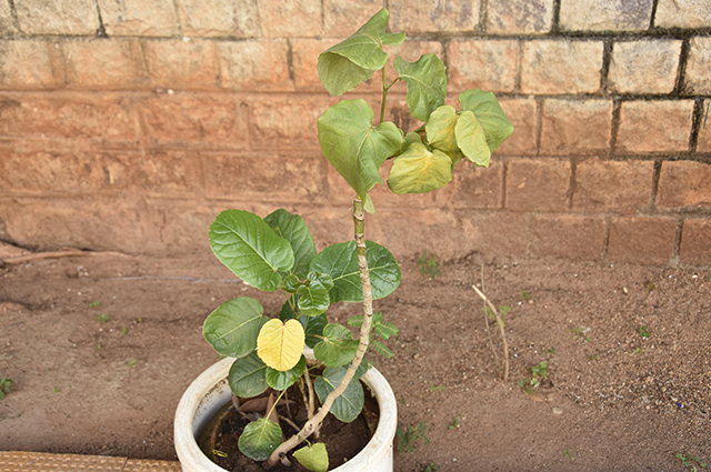 Ficus umbellata other