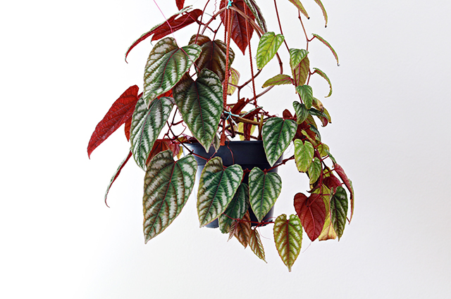 Cissus discolor — search result for 'Vitaceae'