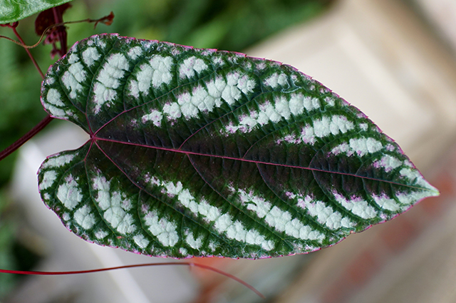 Cissus discolor other