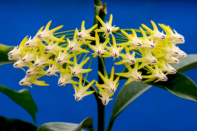 Hoya multiflora other