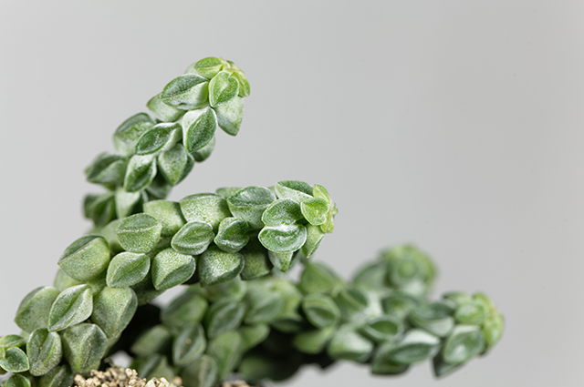 Peperomia columella other