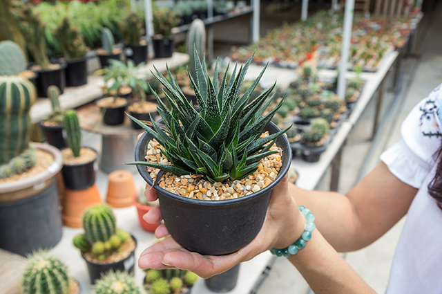 Haworthia herbacea other
