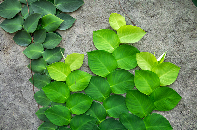 Rhaphidophora hayi other