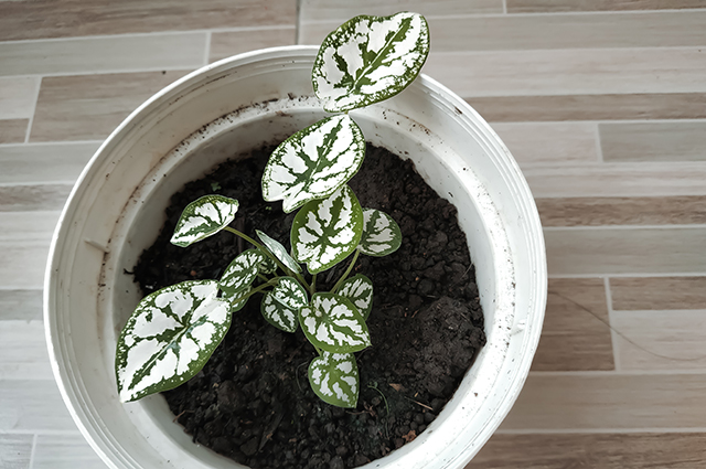 Caladium humboldtii other