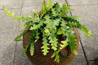 Disocactus anguliger