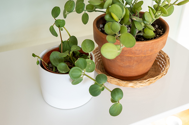 Xerosicyos danguyi other