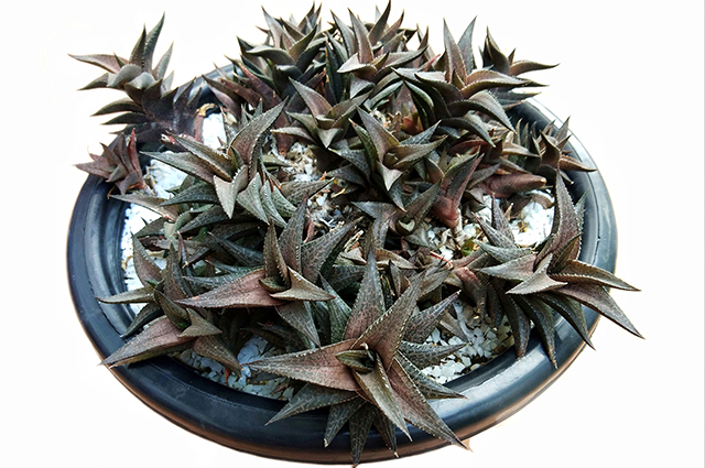 Haworthiopsis tessellata