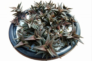 Haworthiopsis tessellata