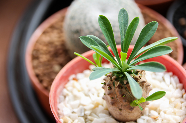 Euphorbia bupleurifolia other