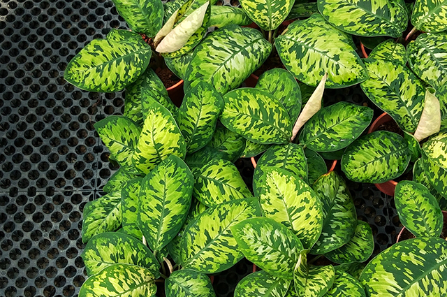 Homalomena wallisii other