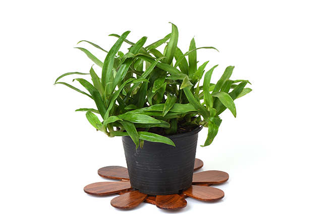 Murdannia loriformis other