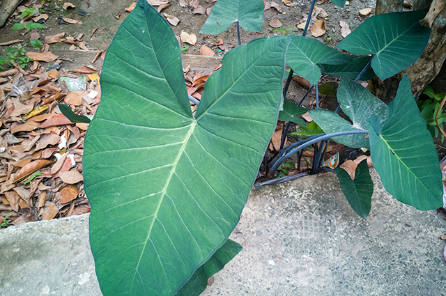 Xanthosoma robustum other