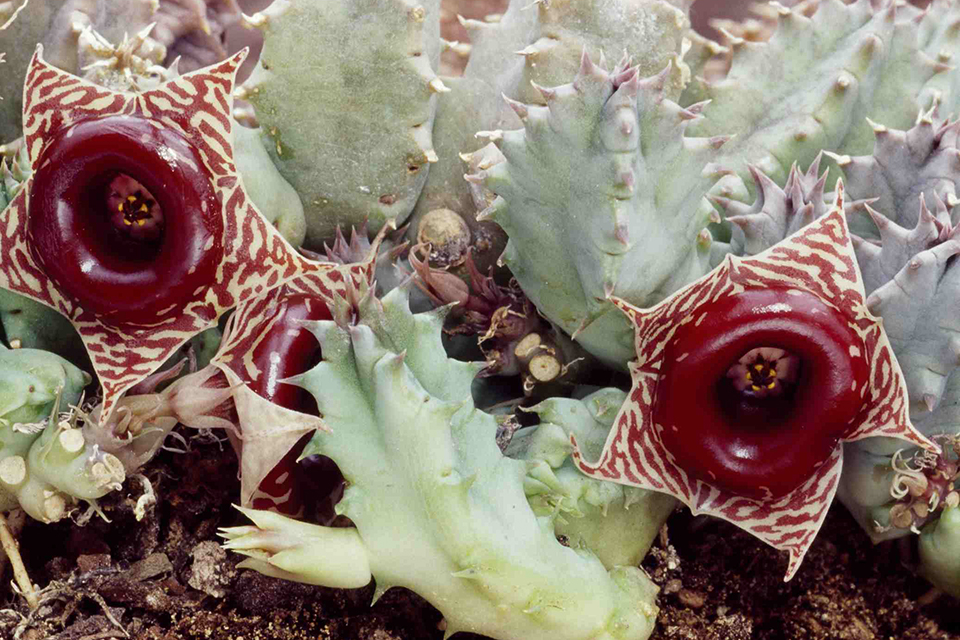 Huernia insigniflora other