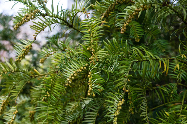 Cephalotaxus harringtonia other