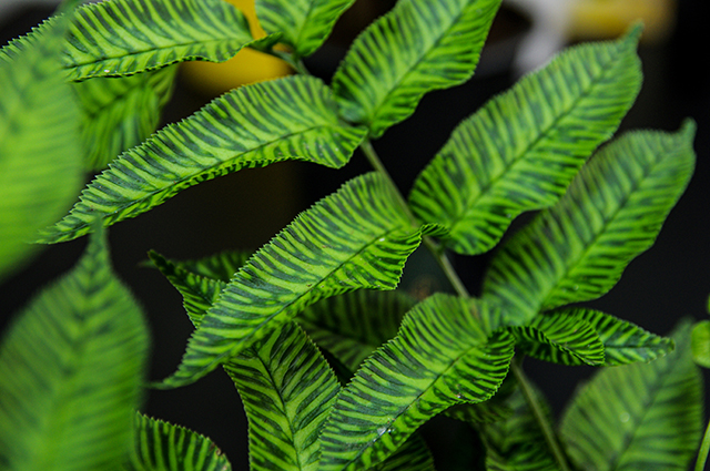 Coniogramme emeiensis other