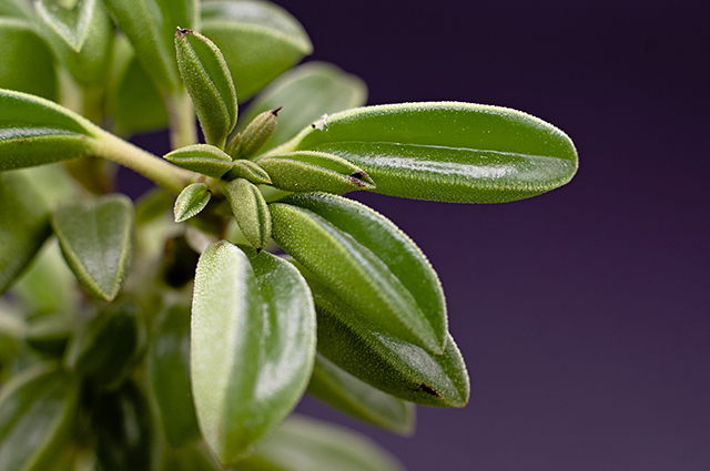 Peperomia asperula other