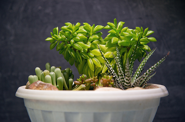 Peperomia asperula other