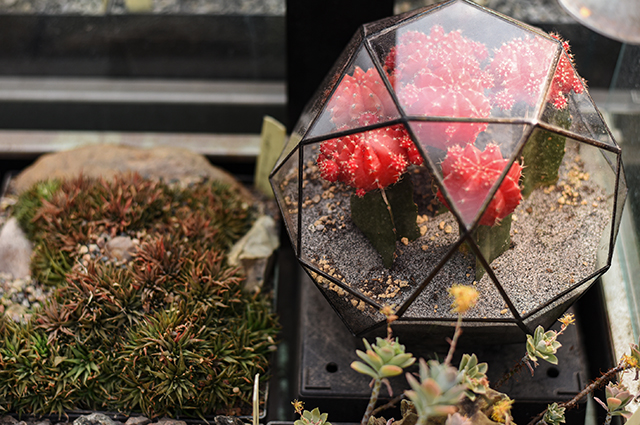 Gymnocalycium stenopleurum other