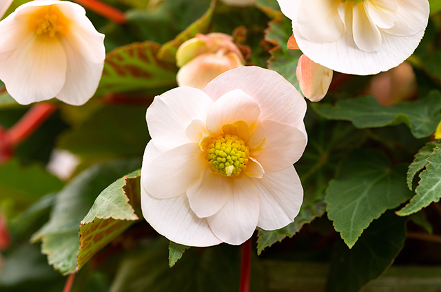 Begonia odorata — houseplant care guide