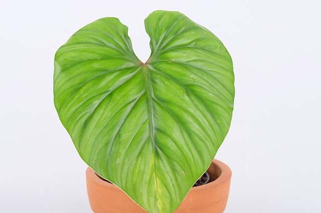 Philodendron mamei other