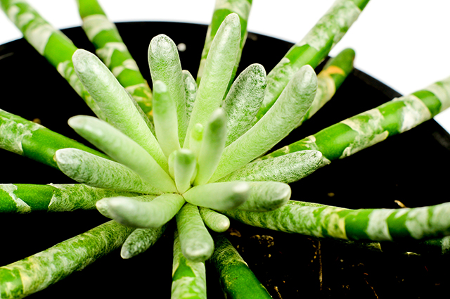 Senecio scaposus other