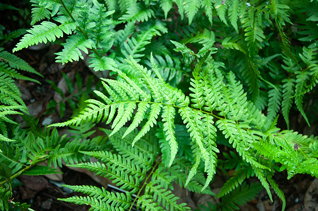 Dryopteris ludoviciana other