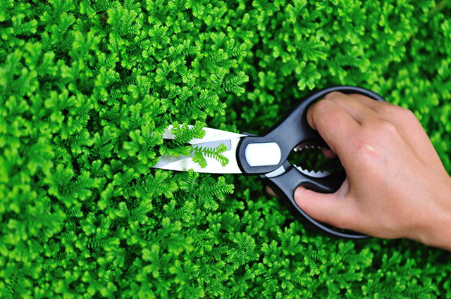 Selaginella uncinata other