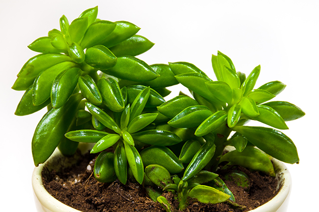 Peperomia dolabriformis other