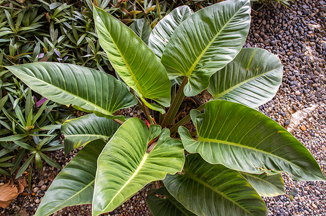 Philodendron melinonii other