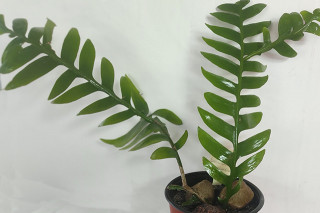 Epiphyllum chrysocardium