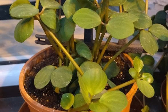 Peperomia hoffmannii other