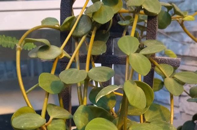 Peperomia hoffmannii other