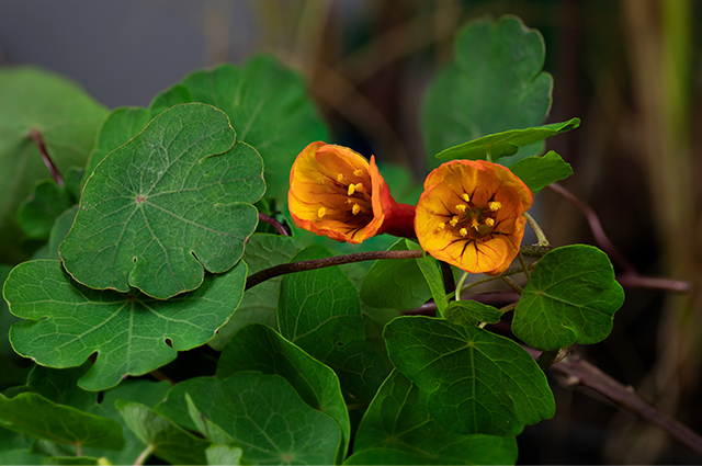 Tropaeolum tuberosum other