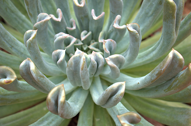 Pachyphytum fittkaui other