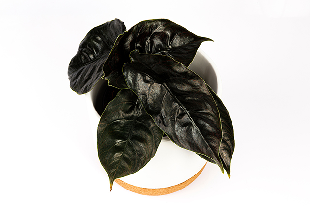 Alocasia azlanii other