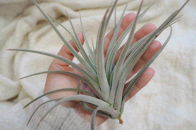 Tillandsia brachycaulos other